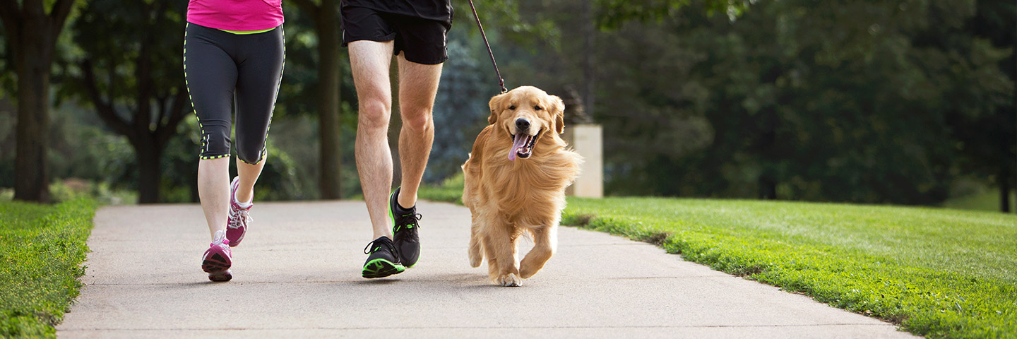 DogWatch of St. Louis, St. Louis, Missouri | Electronic Dog Training Collars Footer Image Image
