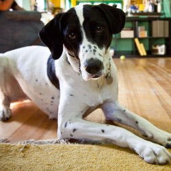 DogWatch of St. Louis, St. Louis, Missouri | Indoor Pet Boundaries Contact Us Image