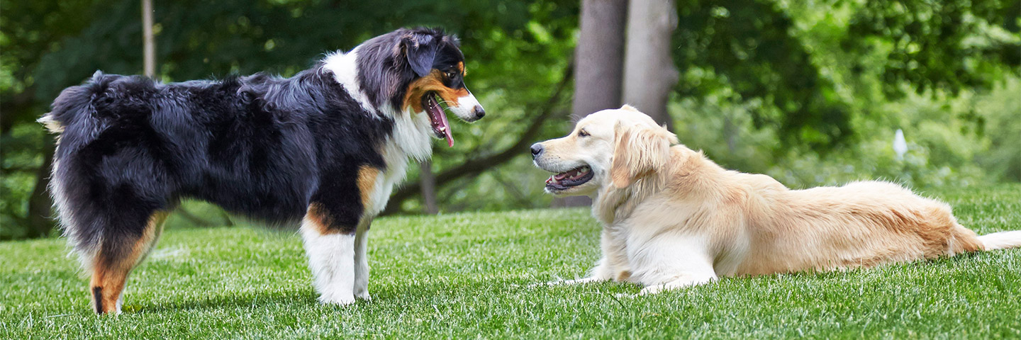 DogWatch of St. Louis, St. Louis, Missouri | Outdoor Hidden Dog Fences Slider Image