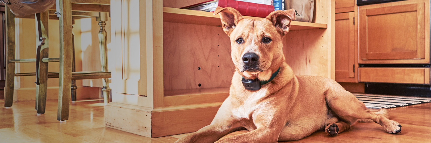 DogWatch of St. Louis, St. Louis, Missouri | Indoor Pet Fences Slider Image