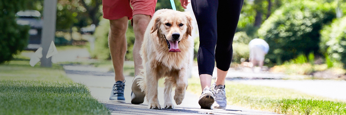 DogWatch of St. Louis, St. Louis, Missouri | SideWalker Leash Trainer Slider Image